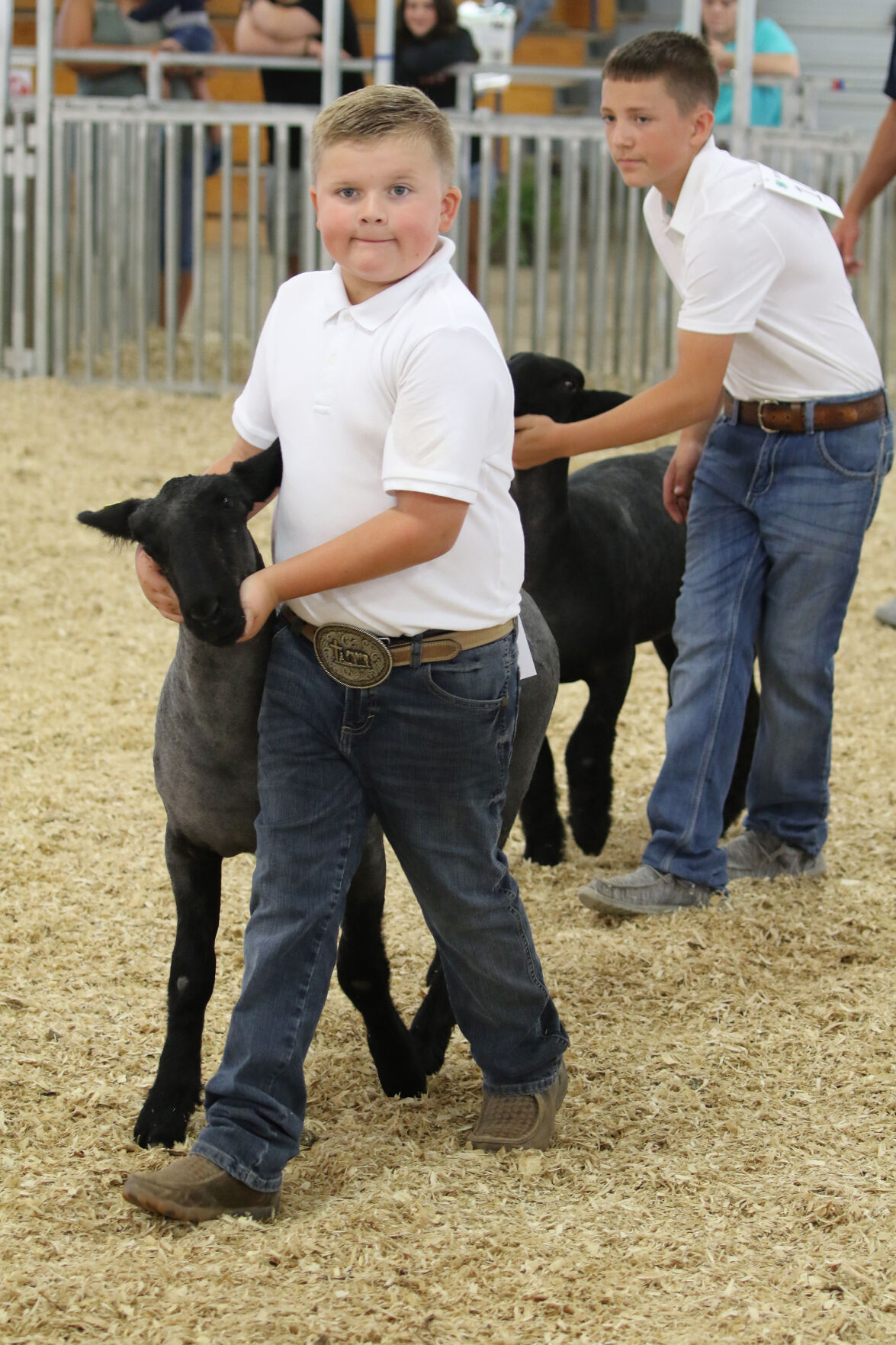 PHOTO: Sheep Show at Scotts Bluff County Fair